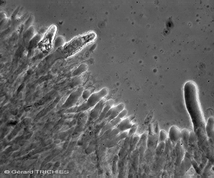 Una crosta da determinare - foto 3627 (Mutatoderma mutatum)